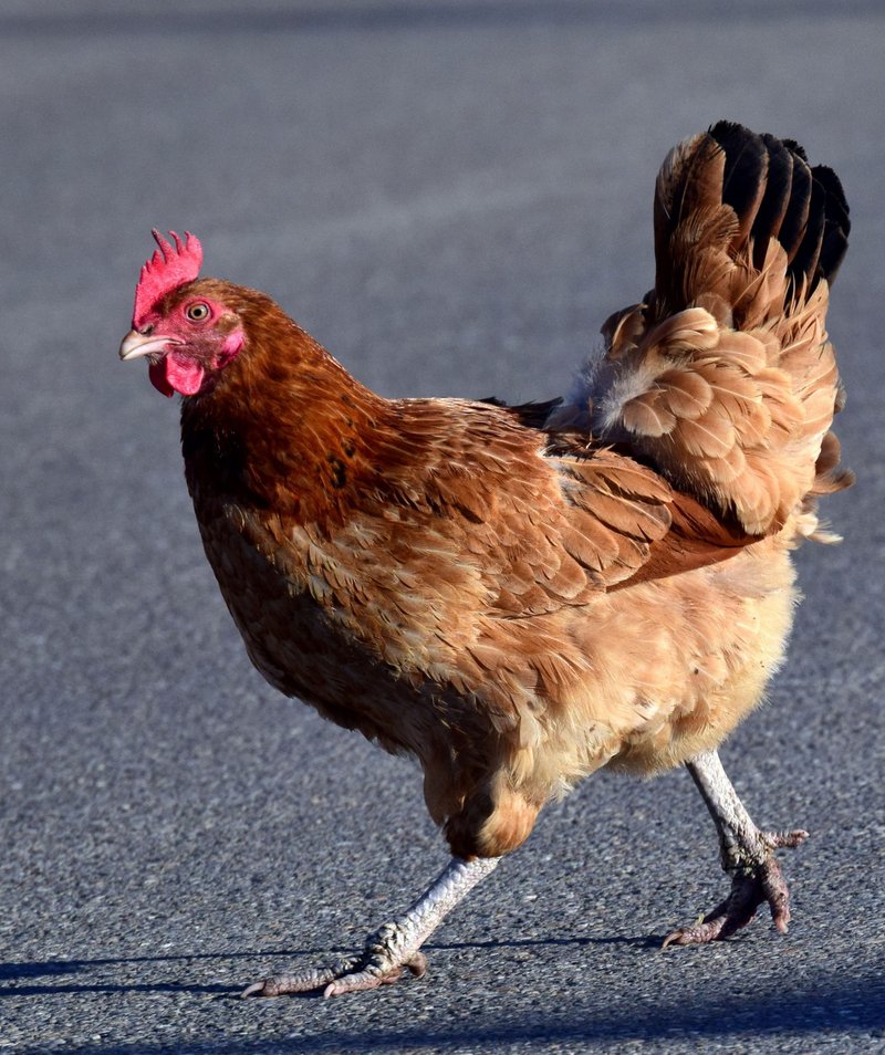 Spain - chicken road game